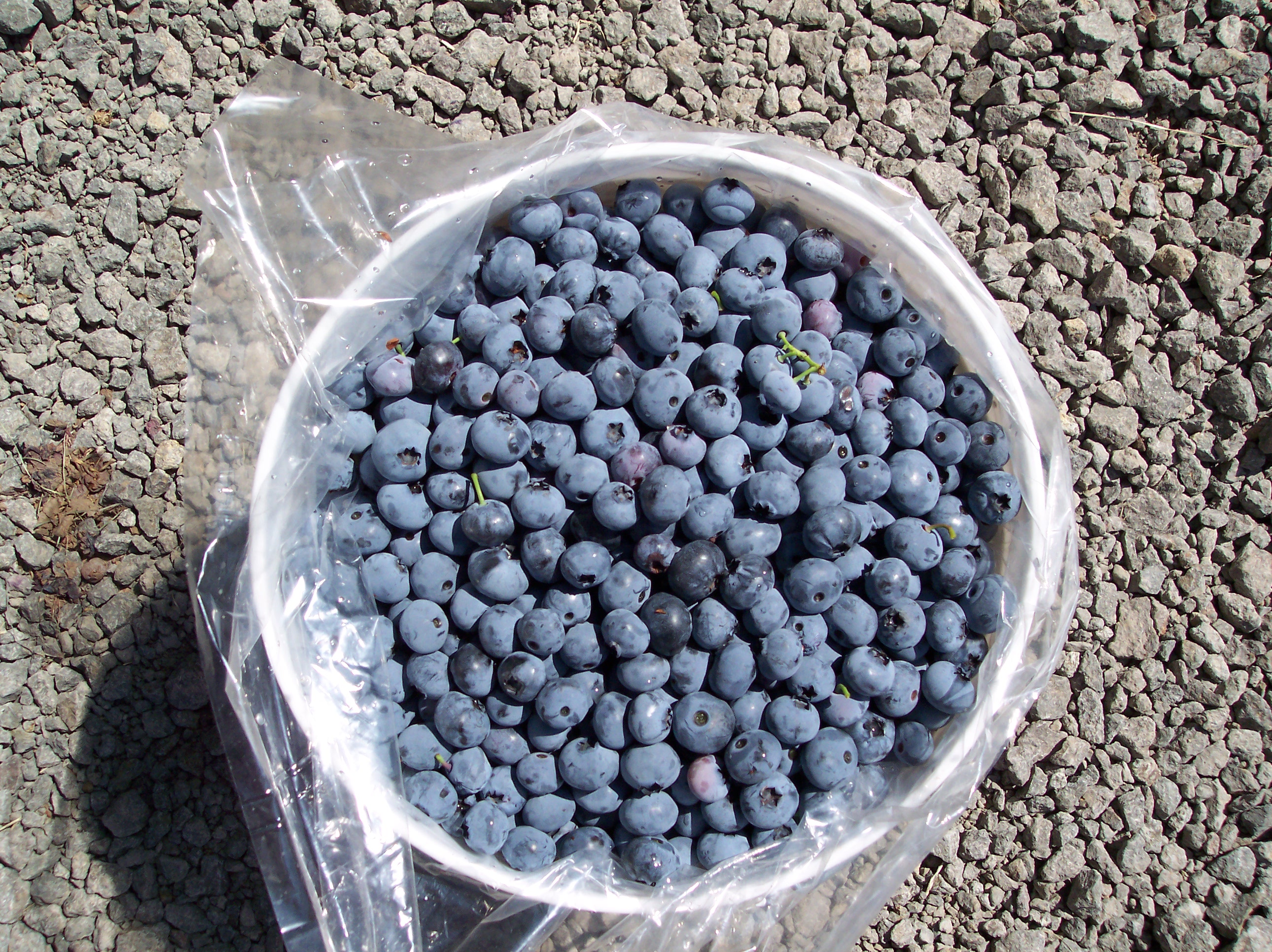 blueberry bucket